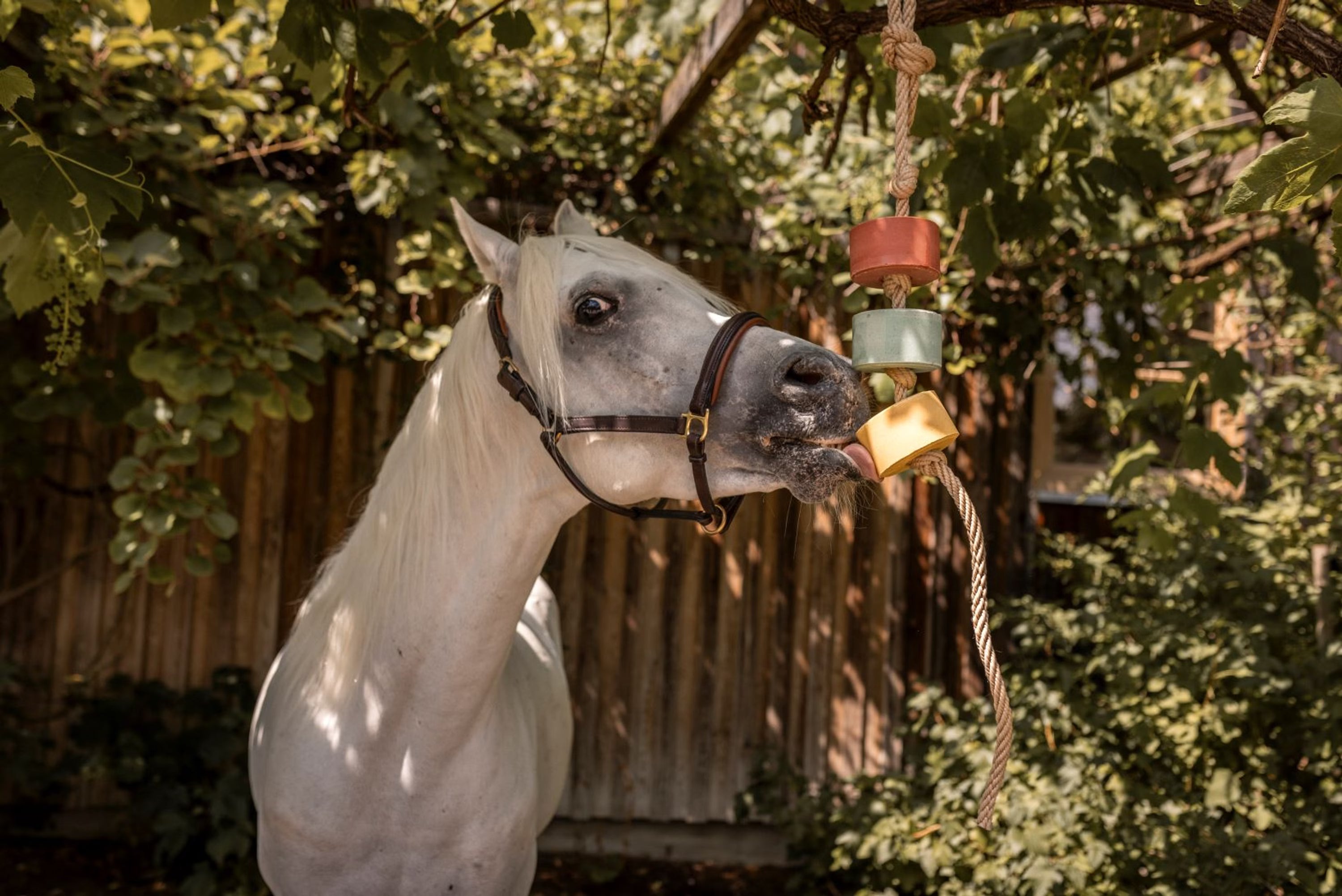 Vanilla-Banana Lolly-Lick 750 g